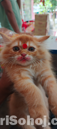Persian cat